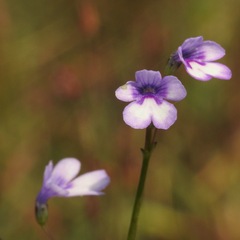 Torenia