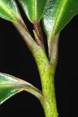 Ardisia crenata