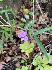 Vigna vexillata