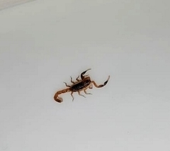 Pseudolychas ochraceus