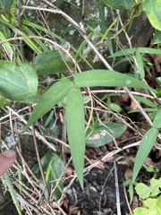 Vigna vexillata