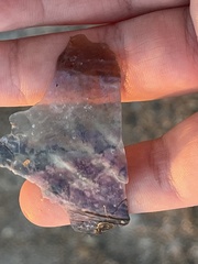 Atrina