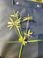 Cyperus compressus