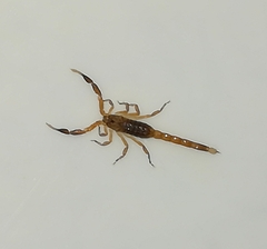 Pseudolychas ochraceus