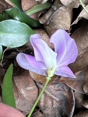 Vigna vexillata