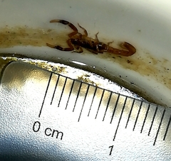 Pseudolychas ochraceus