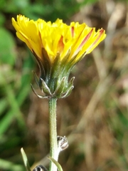 Crepis vesicaria