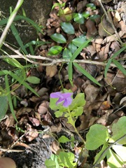 Vigna vexillata