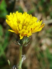 Crepis vesicaria