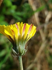 Crepis vesicaria