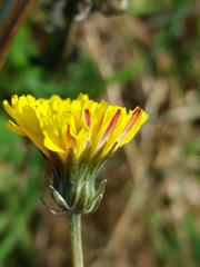 Crepis vesicaria