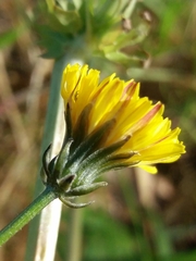Crepis vesicaria
