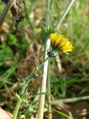 Crepis vesicaria