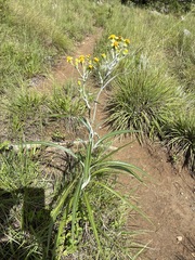 Senecio mlilwanensis