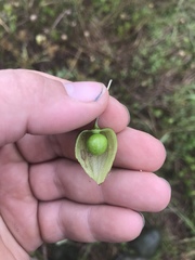 Physalis longifolia subglabrata