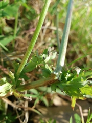 Crepis vesicaria