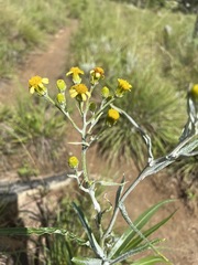 Senecio mlilwanensis
