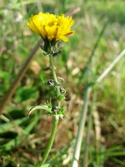 Crepis vesicaria