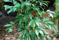 Ardisia crenata