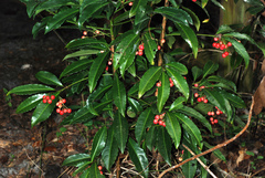 Ardisia crenata
