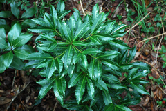 Ardisia crenata