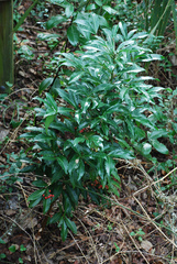 Ardisia crenata