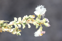 Adesmia polyphylla