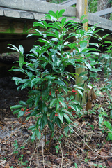 Ardisia crenata