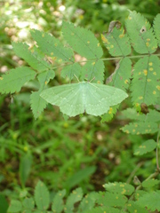 Geometra papilionaria