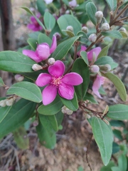 Rhodomyrtus tomentosa