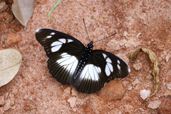 Pseudacraea lucretia