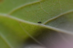 Dendrothrips ornatus