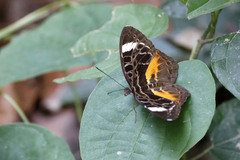Catuna sikorana