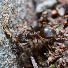 Lasius