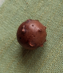 Andricus quercustozae