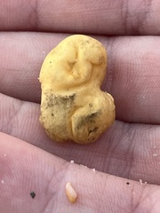 Trichoderma peltatum