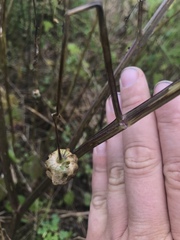 Physalis longifolia subglabrata