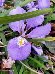 Iris unguicularis