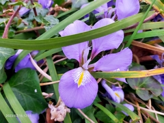 Iris unguicularis