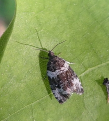 Olethreutes glaciana