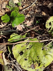 Trachystemon orientalis