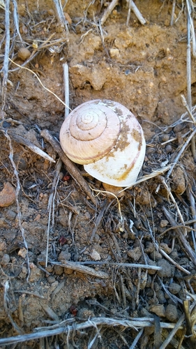 Helminthoglypta tudiculata grippii