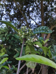 Psychotria asiatica