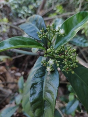 Psychotria asiatica