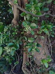 Psychotria serpens