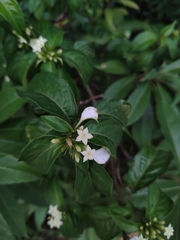 Mussaenda pubescens