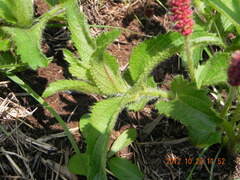 Acalypha glandulifolia
