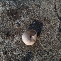 Helix lucorum