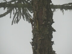 Lepidocolaptes falcinellus