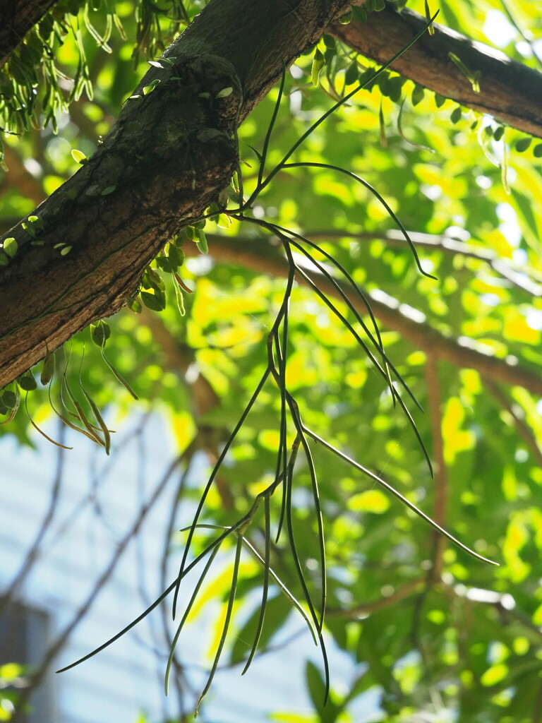 Luisia tristis